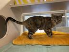 Adopt Ruthie a Domestic Shorthair / Mixed cat in Lincoln, NE (35520123)