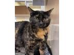 Adopt Sassy a Domestic Shorthair / Mixed cat in Lincoln, NE (35520119)