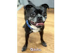 Adopt Qdoba a Black Boston Terrier / Mixed dog in Mason, MI (35519735)