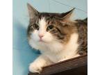 Adopt Fluff a Domestic Mediumhair / Mixed (medium coat) cat in Troy