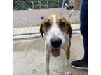 Adopt Cameron a Tan/Yellow/Fawn Coonhound / Mixed dog in Watertown