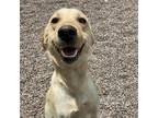 Adopt Sloane a Tan/Yellow/Fawn Labrador Retriever / Mixed dog in Watertown