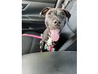Adopt Nova a Brindle - with White Bull Terrier / Mixed dog in Geneva