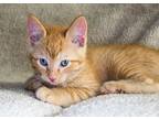Adopt Happy a Orange or Red Tabby Domestic Shorthair (short coat) cat in