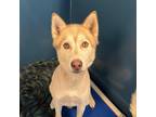 Adopt Toby a Husky / Mixed dog in Chesapeake, VA (35519174)