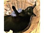 Adopt Velvet a All Black Domestic Shorthair (short coat) cat in Bristol