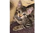 Adopt Carob a Brown Tabby American Shorthair (short coat) cat in Bethel