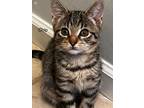 Adopt Chip a Brown Tabby American Shorthair (short coat) cat in Bethel