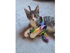 Adopt Sully a Tan or Fawn Tabby Domestic Shorthair (short coat) cat in