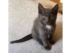 Adopt Farley a Gray or Blue Domestic Mediumhair (medium coat) cat in