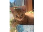 Adopt 53-Parker a Domestic Shorthair / Mixed (short coat) cat in Windsor