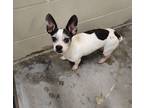Adopt Mac a Boston Terrier / Mixed Breed (Medium) / Mixed dog in Ocala