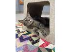 Adopt Special Needs: Max a Domestic Shorthair / Mixed (short coat) cat in