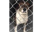 Adopt Bandit a Brindle Beagle / Mixed dog in Lancaster, SC (35517736)