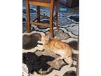 Adopt Simon a Orange or Red Domestic Shorthair / Mixed (short coat) cat in Piru