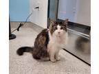Adopt Reggie a Domestic Mediumhair / Mixed (long coat) cat in Richmond