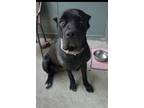 Adopt Kye a Brindle - with White Cane Corso / Mixed dog in Corona, CA (35516548)