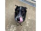 Adopt Ferris a Black Australian Cattle Dog / Mixed dog in Watertown