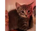 Adopt Raquel a Gray or Blue Domestic Shorthair / Mixed cat in Watertown