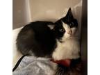 Adopt Peeka a All Black Domestic Shorthair / Mixed cat in Watertown