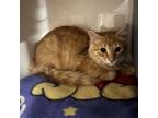 Adopt Ryan a Orange or Red Domestic Shorthair / Mixed cat in Watertown