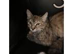 Adopt Nora a Tortoiseshell Domestic Mediumhair / Mixed cat in Watertown