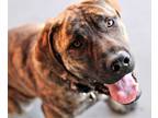 Adopt Harley a Mastiff / Mixed dog in Richmond, BC (35515312)