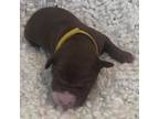 Adopt Rain Blake a Brown/Chocolate American Staffordshire Terrier / Mixed dog in