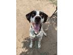 Adopt Dappled a White German Shorthaired Pointer / Mixed dog in Evans