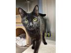 Adopt Skookum a Domestic Shorthair / Mixed cat in Burnaby, BC (35513293)
