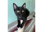 Adopt Sherlock (bonded To Molly) a Domestic Shorthair / Mixed cat in Richmond