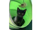 Adopt Molly (bonded To Sherlock) a Domestic Shorthair / Mixed cat in Richmond