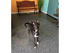 Adopt Roman a Terrier (Unknown Type, Medium) / Mixed dog in Fresno