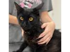 Adopt Arabelle A All Black Domestic Longhair / Mixed Cat In Clarksdale