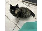 Adopt Priscilla (miss Priss) a Domestic Mediumhair / Mixed cat in Burnaby