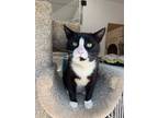 Adopt Toonie a Domestic Shorthair / Mixed cat in Richmond, BC (35513277)