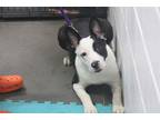 Adopt Chance a Black - with White Boston Terrier / Mixed dog in Millen