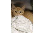 Adopt BENGAL a Orange or Red Tabby Domestic Shorthair / Mixed (short coat) cat
