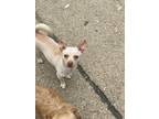 Adopt Bobbie a White Mixed Breed (Small) / Mixed Breed (Small) / Mixed dog in