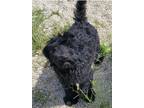 Adopt Benny a Black Bernese Mountain Dog / Standard Poodle / Mixed dog in Sandy