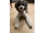 Adopt Bodhi a White - with Gray or Silver Poodle (Standard) / Schnauzer