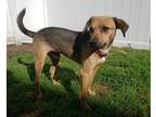Adopt Viktor 2yr a Brown/Chocolate - with Tan Beagle / Mixed dog in Mentor