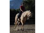 12 Lease Andalusian Gelding