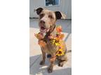 Adopt Ella a Brown/Chocolate American Staffordshire Terrier / Labrador Retriever
