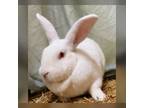 Adopt Paul A New Zealand / Mixed (short Coat) Rabbit In Hartville, WY (32956662)