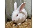 Adopt David A New Zealand / Mixed (short Coat) Rabbit In Hartville