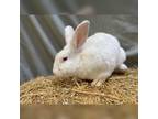 Adopt Sam A New Zealand / Mixed (short Coat) Rabbit In Hartville, WY (32956660)