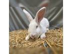Adopt Jeff A New Zealand / Mixed (short Coat) Rabbit In Hartville, WY (32956658)
