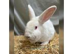 Adopt Blake A New Zealand / Mixed (short Coat) Rabbit In Hartville