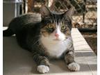 Adopt Wavy Gravy a Tiger Striped Domestic Shorthair (short coat) cat in